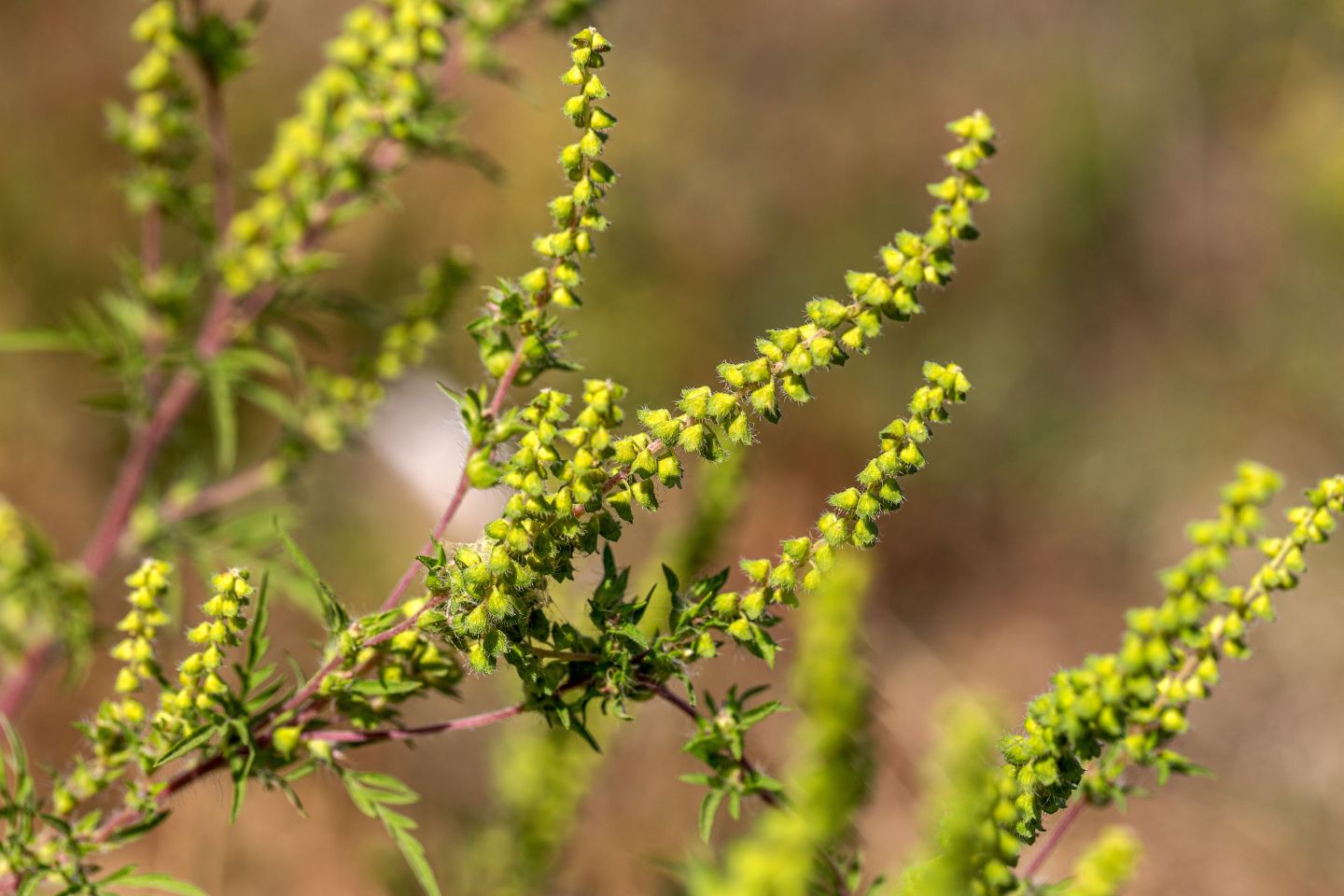 Ambrosia-Allergie: Symptome und Behandlung der Pollenallergie.