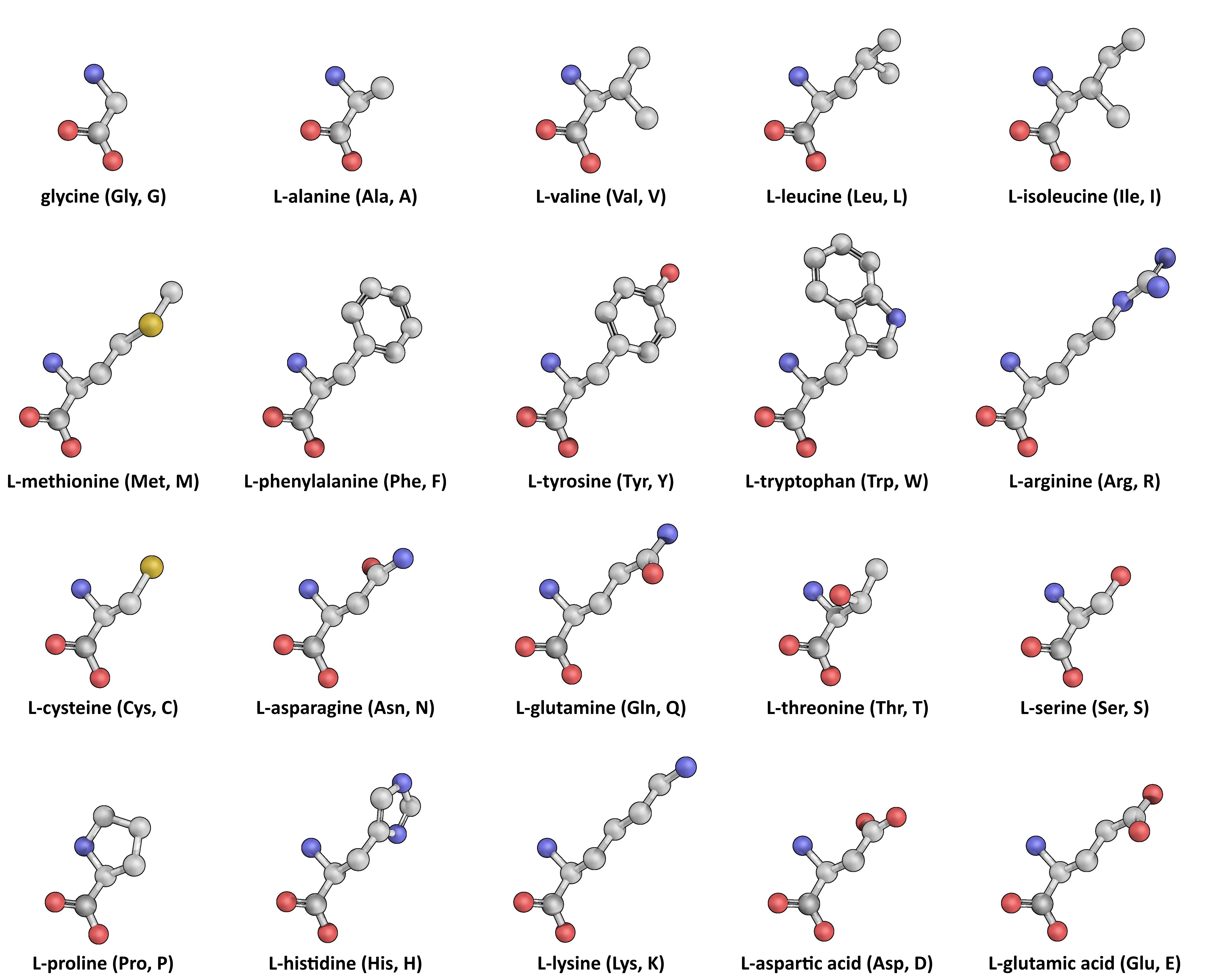 aminosaeuren-koerper
